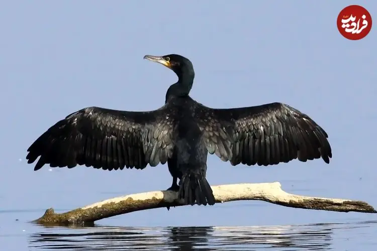 تصاویر| مرگ خاموش باکلان ها در سواحل خزر