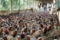 (ویدئو) روش خلاقانه کشاورز آمریکایی برای پرورش 3000 قرقاول در مزرعه اش