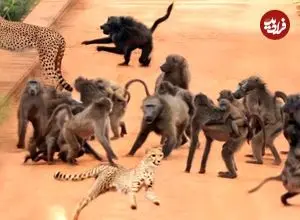 ببینید| حمله وحشیانه 50 بابون به دو یوزپلنگ روی پل 