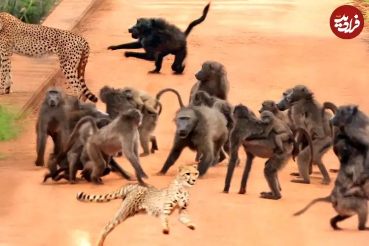 ببینید| حمله وحشیانه 50 بابون به دو یوزپلنگ روی پل 