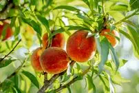 ۷ درخت میوه که می‌توانید در فصل پاییز بکارید