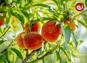 ۷ درخت میوه که می‌توانید در فصل پاییز بکارید