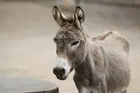 کشتار فجیع ۵ میلیون الاغ برای ساخت اکسیر پر سود «چینی»!