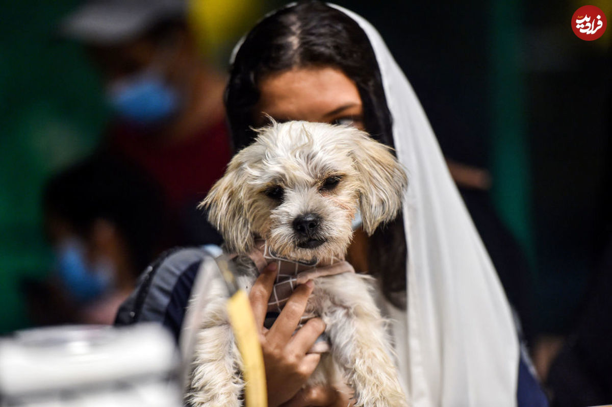 تصاویر/ اولین کافه سگ‌ها در عربستان