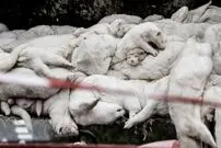 قتل عام راسوها در دانمارک برای کرونا