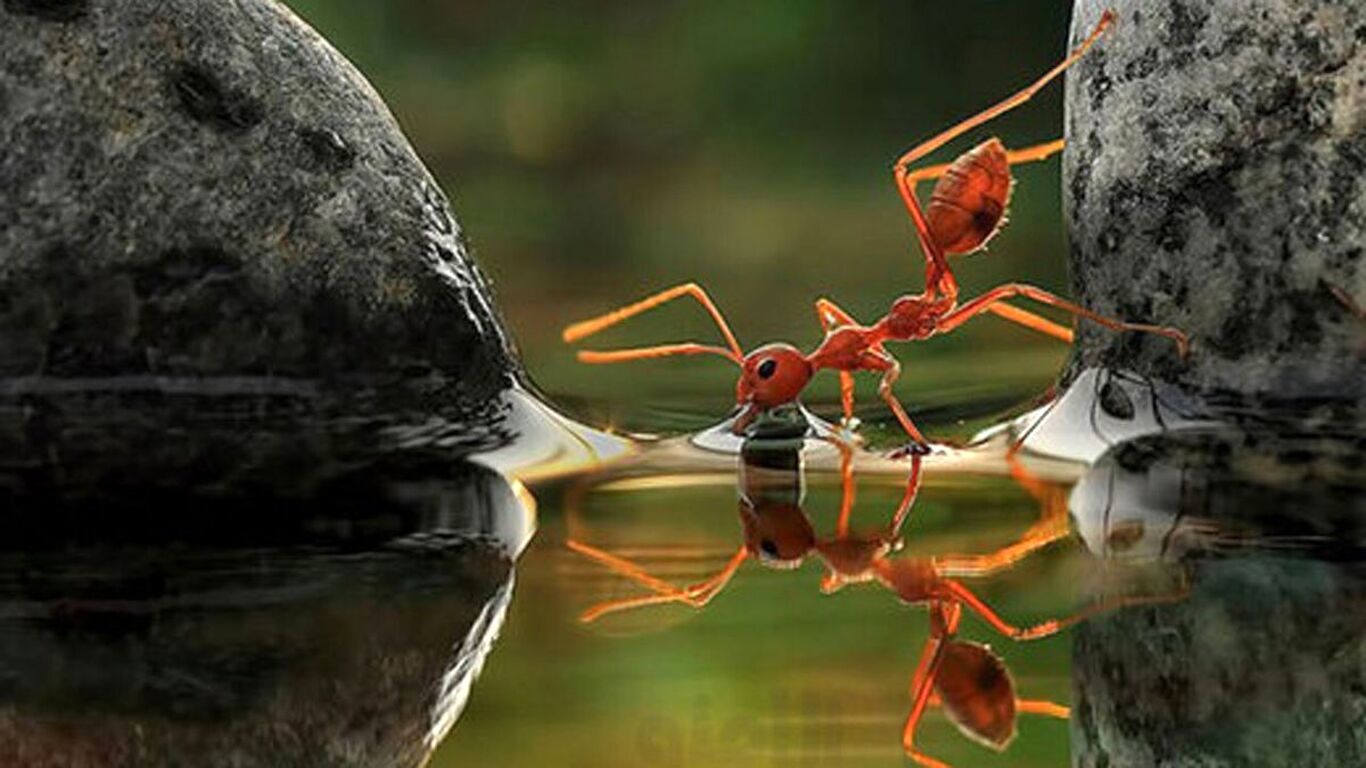 (ویدئو) لحظه شگفت انگیز آب خوردن مورچه از روی برگ!