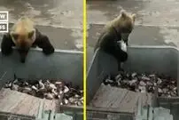(ویدئو) خرس گریزلی ماهی را از ماهیگیرها دزدید!