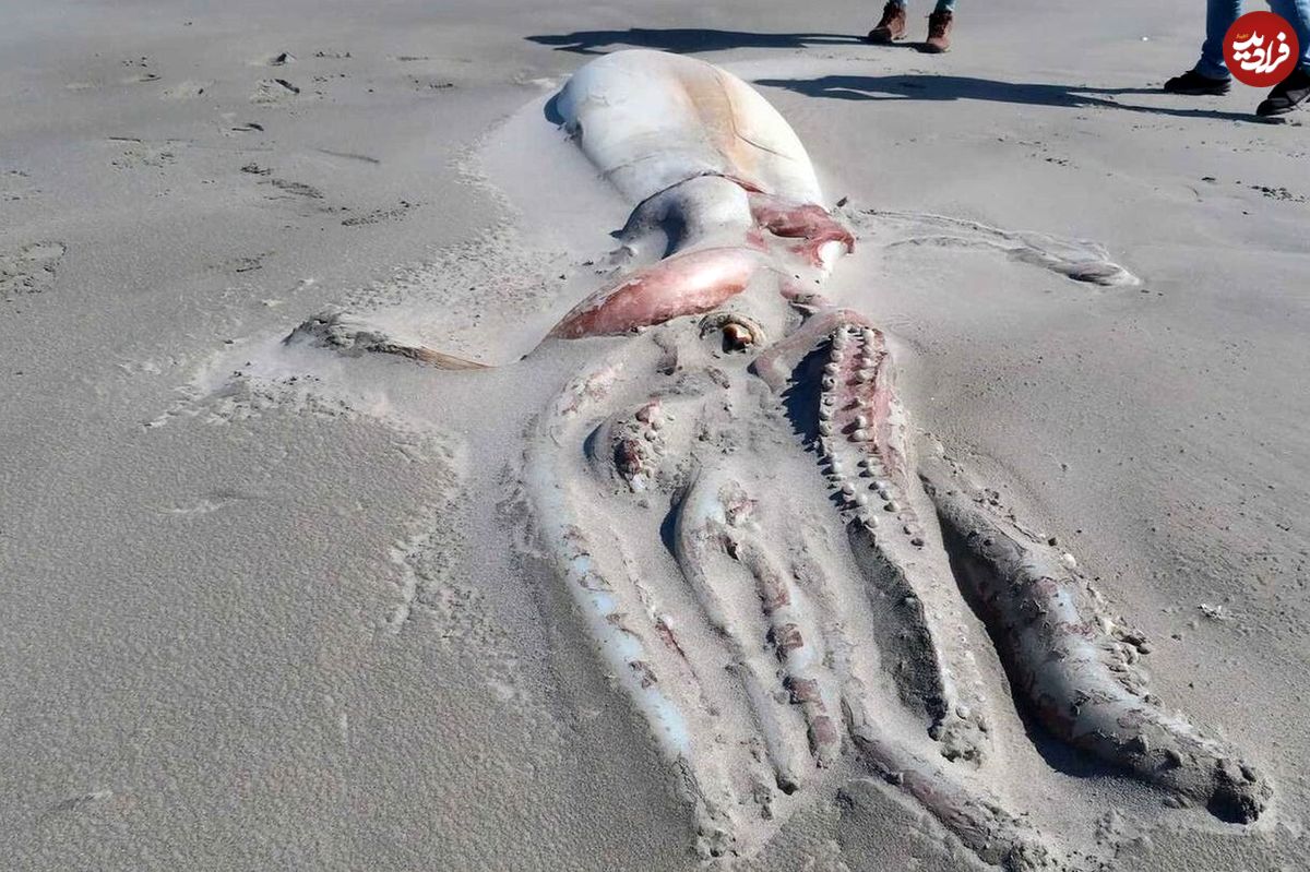۱۰ لاشۀ حیرت‌انگیز که در سال ۲۰۲۲ در سواحل پیدا شدند!
