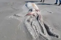 ۱۰ لاشۀ حیرت‌انگیز که در سال ۲۰۲۲ در سواحل پیدا شدند!