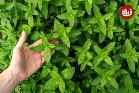 خواص «نعناع فلفلی» از دیدگاه طب سنتی