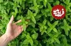 خواص «نعناع فلفلی» از دیدگاه طب سنتی