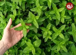 خواص «نعناع فلفلی» از دیدگاه طب سنتی