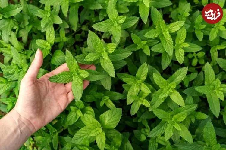 خواص «نعناع فلفلی» از دیدگاه طب سنتی