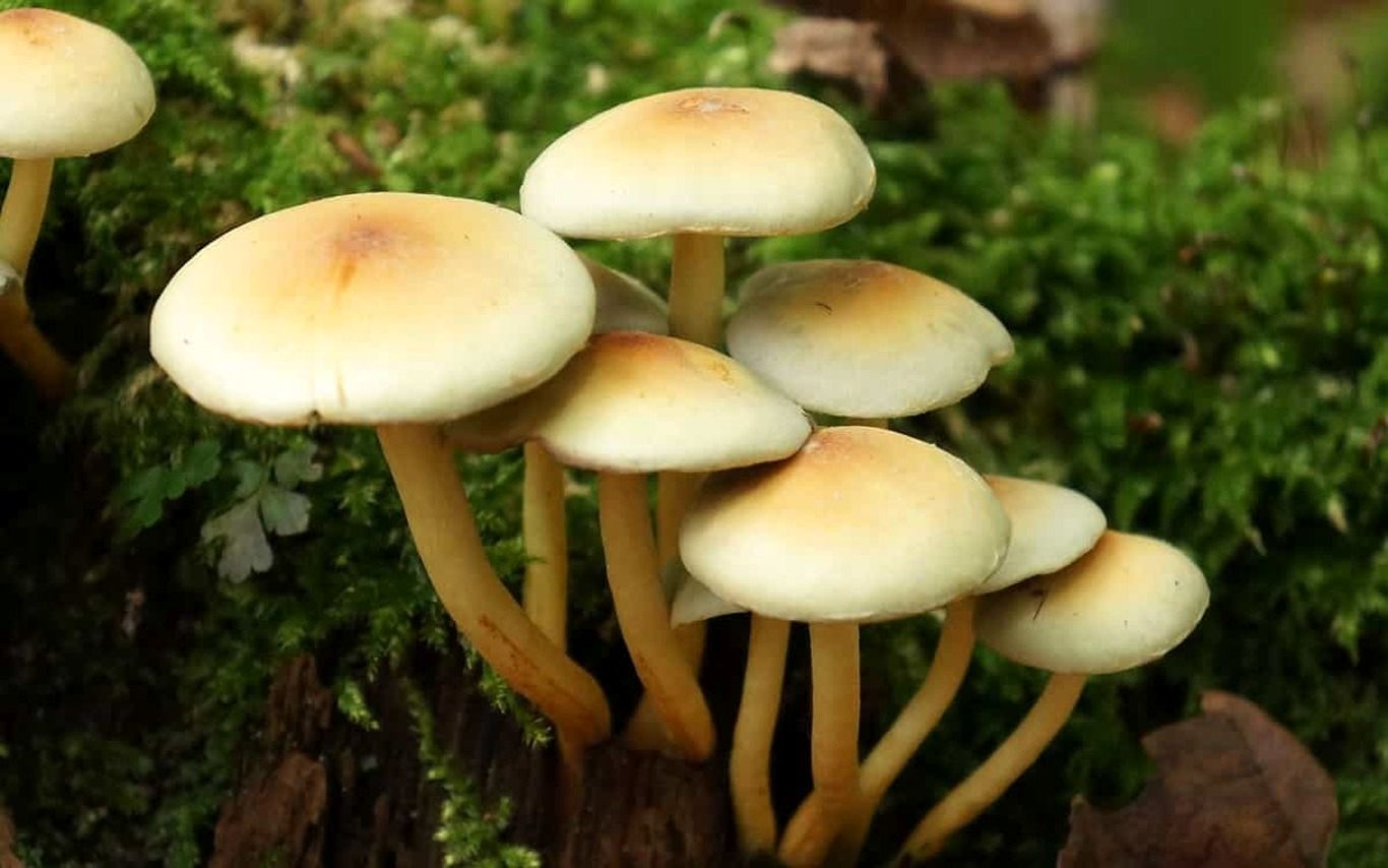 (ویدئو) تایم‌لپس جالب از مراحل رشد قارچ