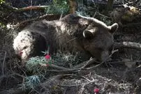 (عکس) لحظه‌ای هیجان‌انگیز از رویارویی یک خرس با عکاس در ساری