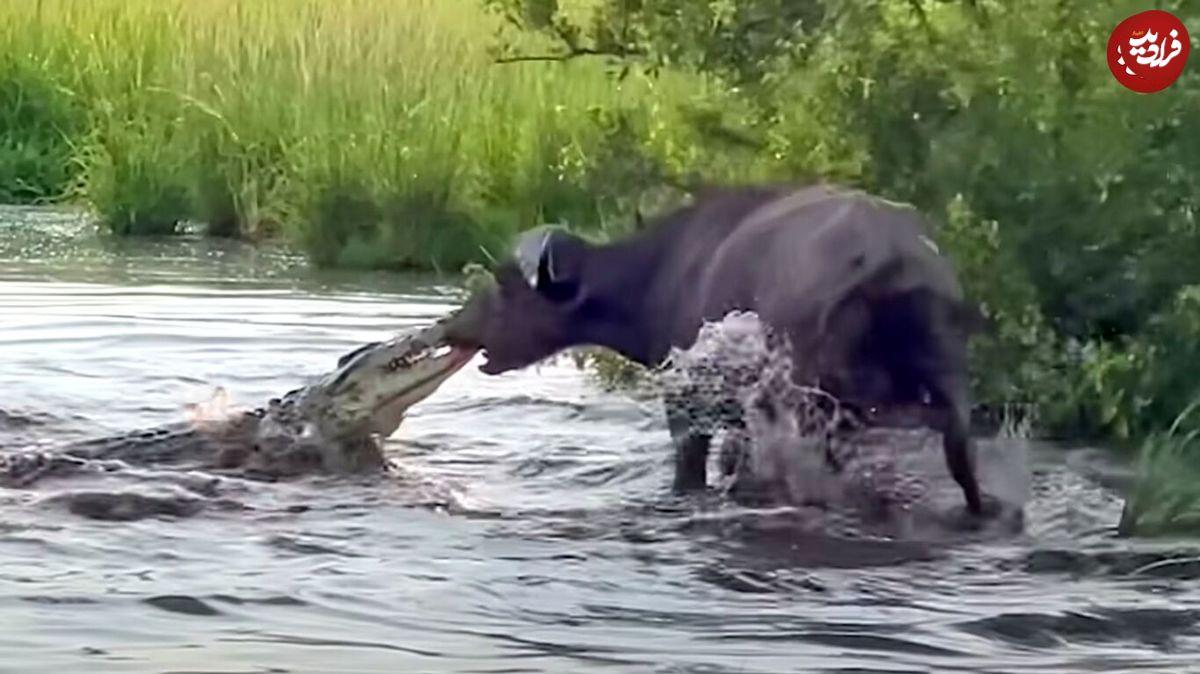 (ویدئو) نجات معجزه آسای بوفالو از چنگ تمساح غول پیکر