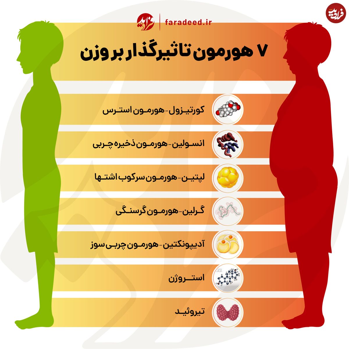 اینفوگرافی/ ۷ هورمون تاثیرگذار بر وزن