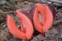 شناسایی گونۀ جدیدی از گیاهان گوشتی بدبو!