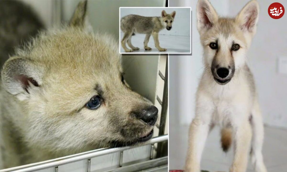 (تصاویر) چهره اولین گرگ شبیه سازی شده در جهان!