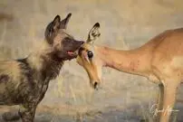 (ویدئو) آهو خود را به مُردن زد و از دست پلنگ و کفتار فرار کرد!