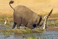 ویدئو| صحنه نادر کشتن وحشیانه کروکودیل توسط فیل ماده عصبانی!