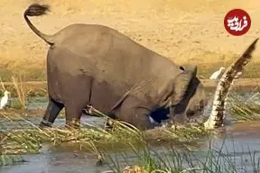 ویدئو| صحنه نادر کشتن وحشیانه کروکودیل توسط فیل ماده عصبانی!