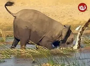 ویدئو| صحنه نادر کشتن وحشیانه کروکودیل توسط فیل ماده عصبانی!