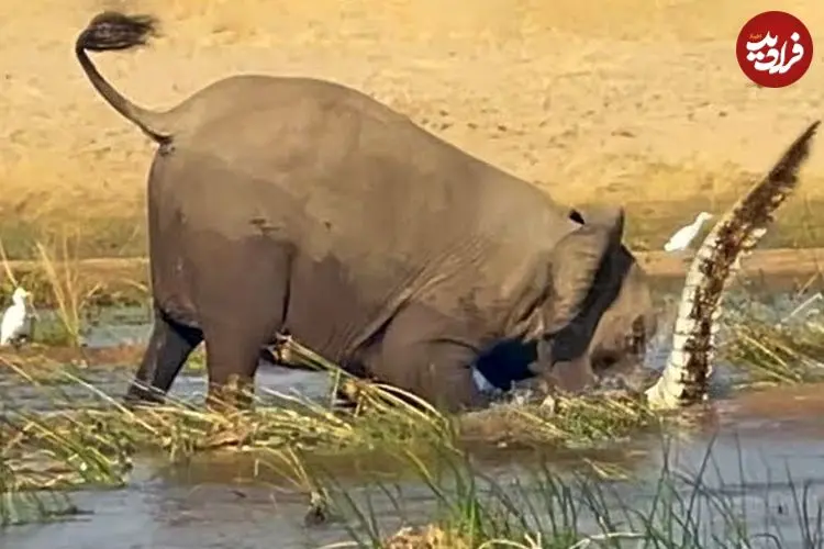 ویدئو| صحنه نادر کشتن وحشیانه کروکودیل توسط فیل ماده عصبانی!