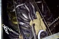 ببینید| مراحل دیدنی پرورش، فرآوری و بسته بندی مارماهی در کره جنوبی