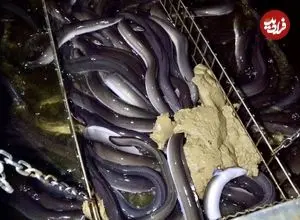 ببینید| مراحل دیدنی پرورش، فرآوری و بسته بندی مارماهی در کره جنوبی