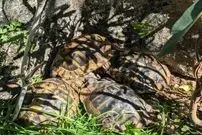 خودکشی دسته‌جمعی لاک‌پشت‌ها را در این ویدیو ببینید!