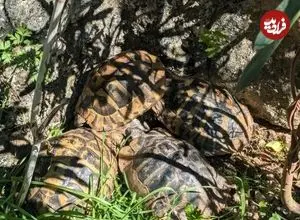 خودکشی دسته‌جمعی لاک‌پشت‌ها را در این ویدیو ببینید!