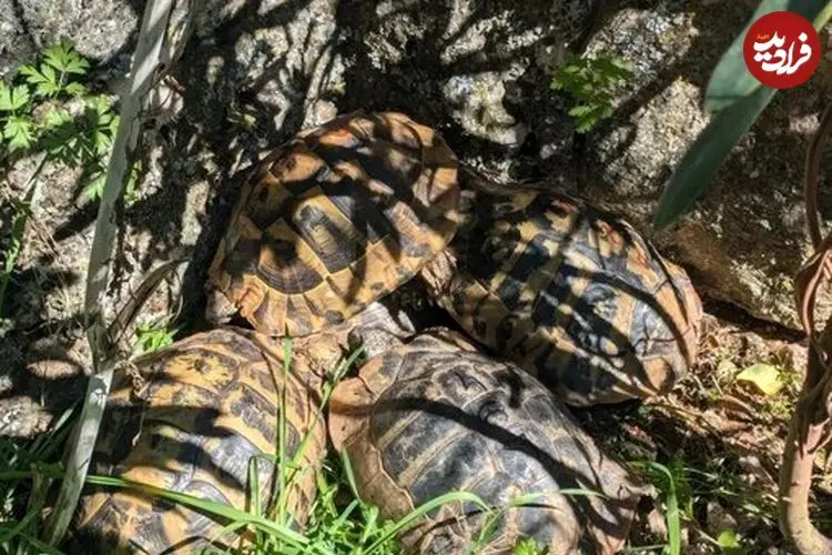 خودکشی دسته‌جمعی لاک‌پشت‌ها را در این ویدیو ببینید!