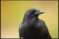 ۹ حقیقت عجیب در مورد کلاغ‌ها