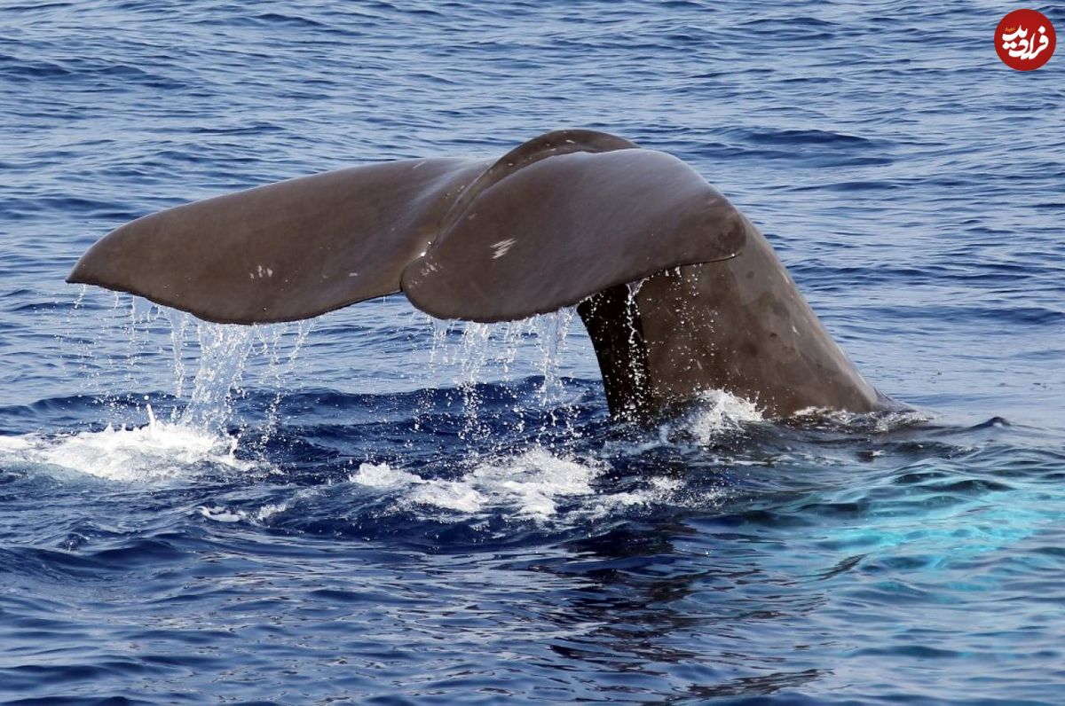 گرمای شدید، عامل شکار نهنگ‌های گوژپشت