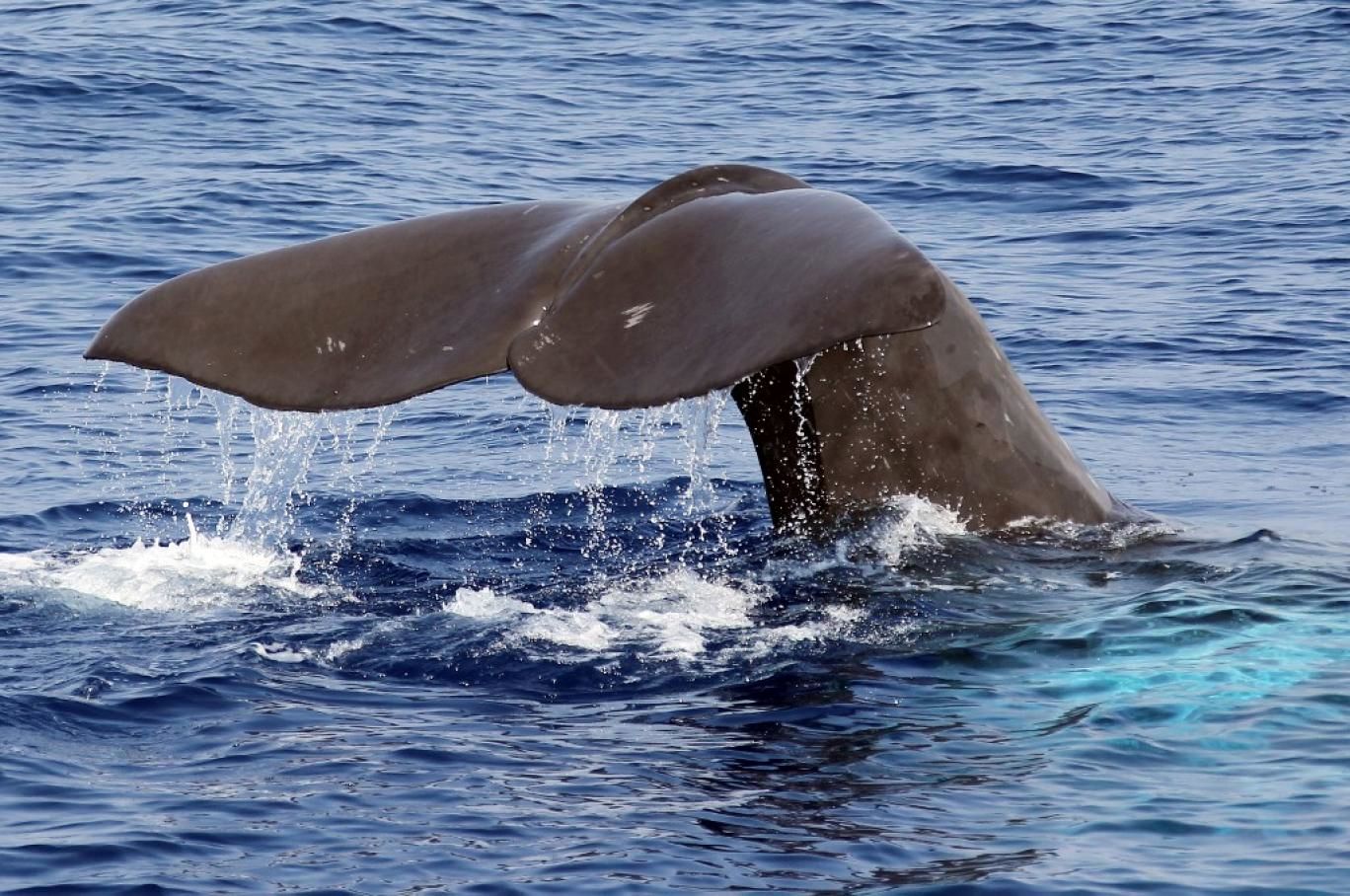 گرمای شدید، عامل شکار نهنگ‌های گوژپشت