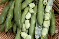 بودجۀ ۲ میلیون پوندی برای ترویج باقالی؛ چرا باقالی مهم است؟!