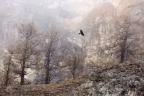 برندگان مسابقه عکاسی حیات‌وحش