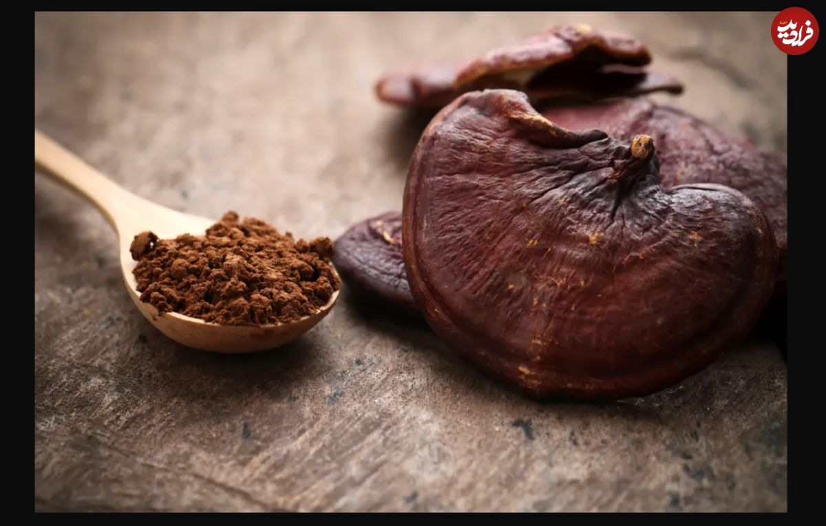 خواص قهوه گانودرما