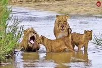 (ویدئو) آب‌تنی و خوشگذرانی منحصربه‌فرد خانواده شیر