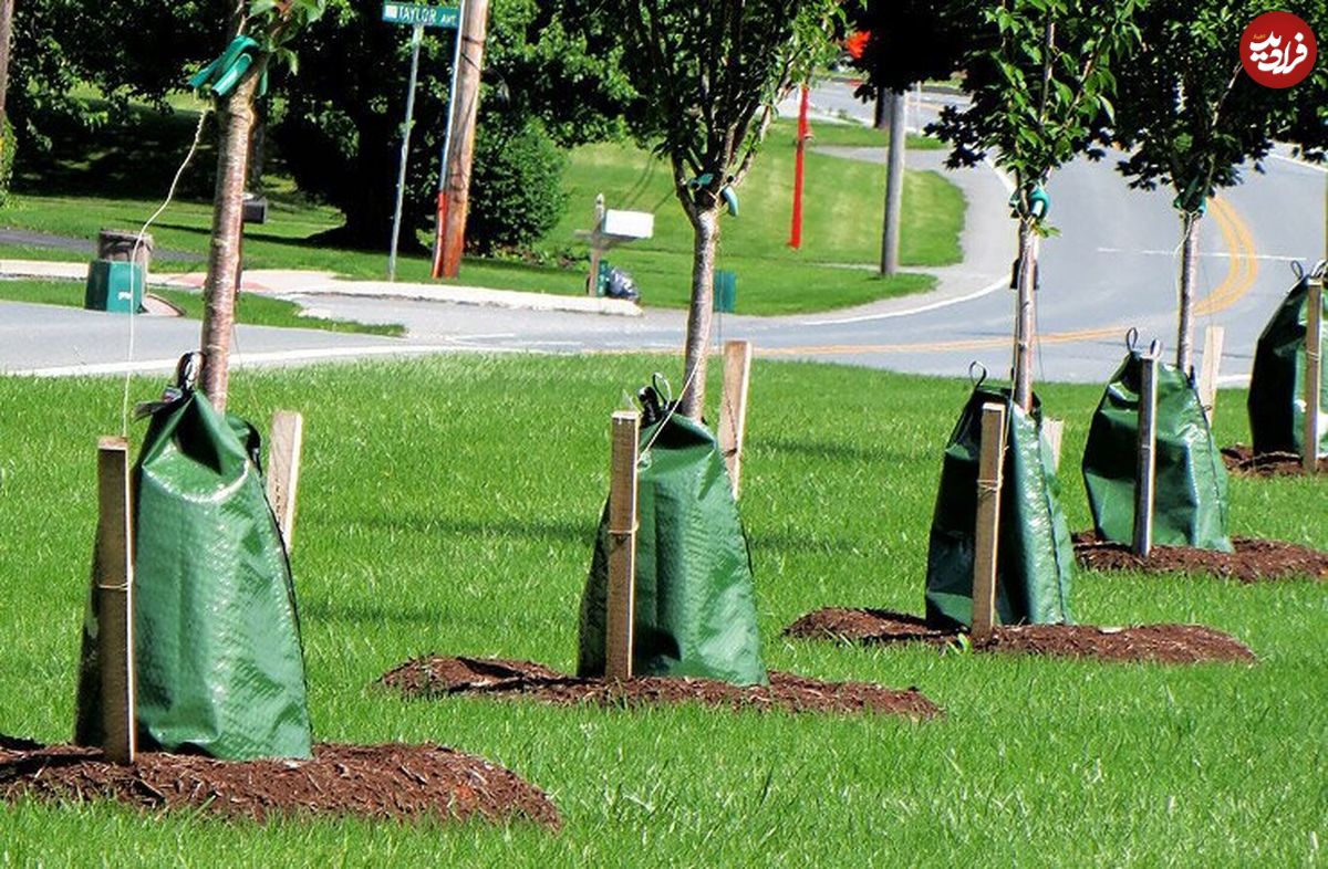 ابتکار شهر اتریشی برای نجات درختان از گرما