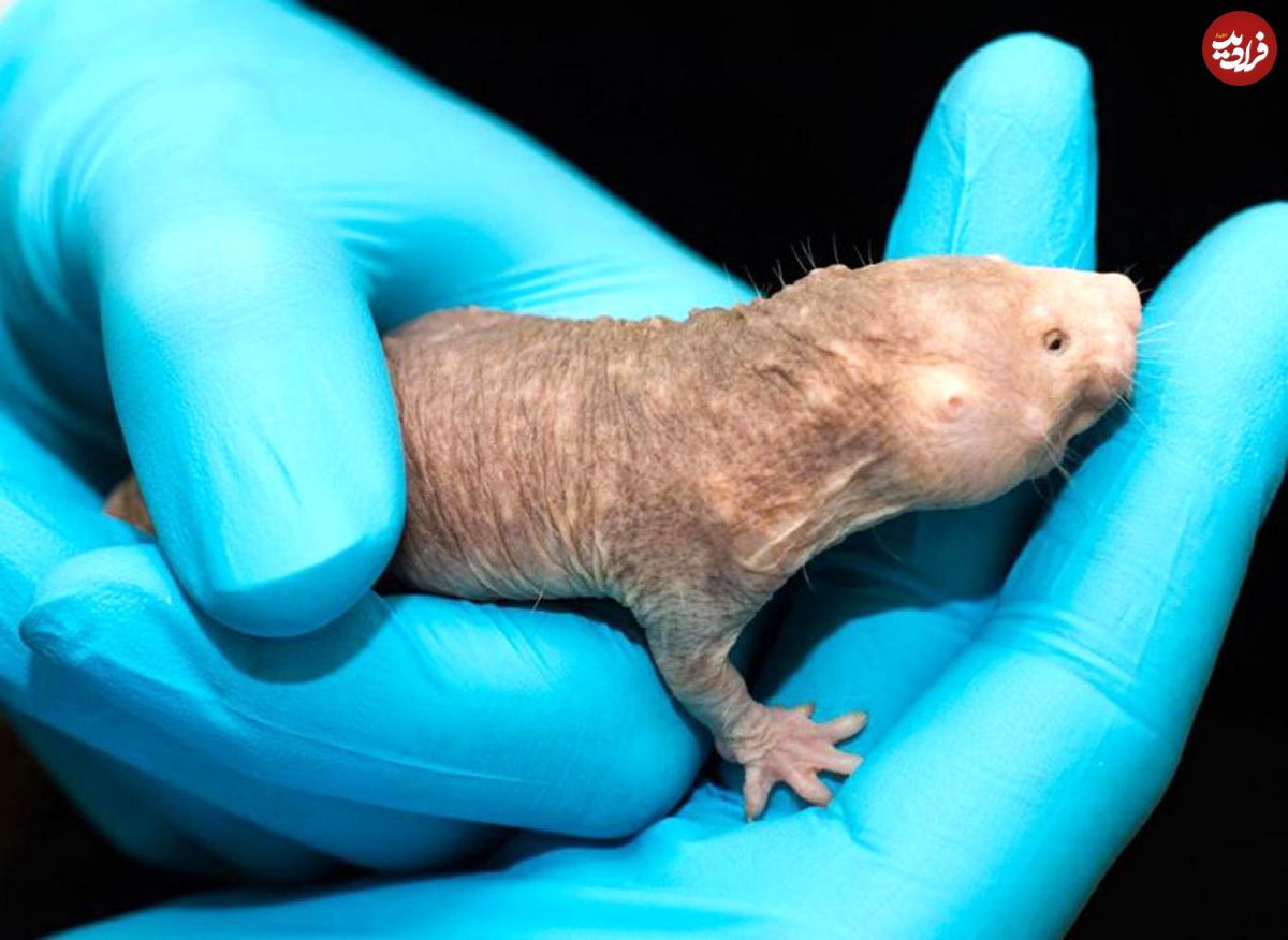 ایمنی اسرارآمیز "موش صحرایی برهنه" در برابر سرطان