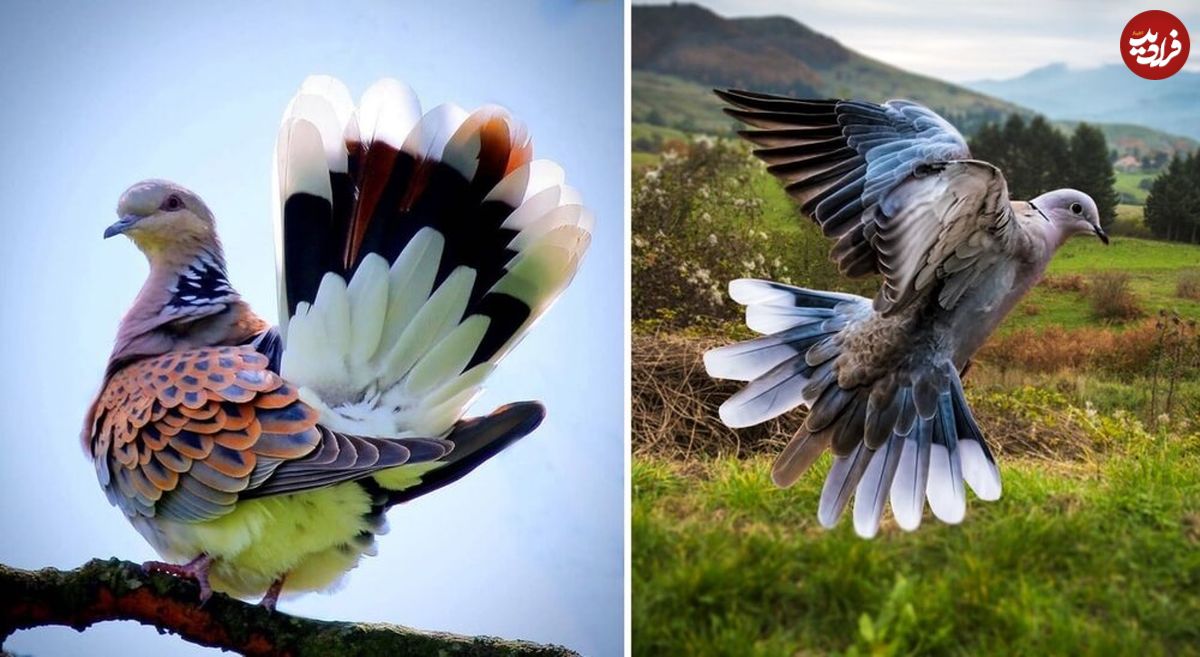 تصویری دیدنی از زیباترین کبوتر جهان