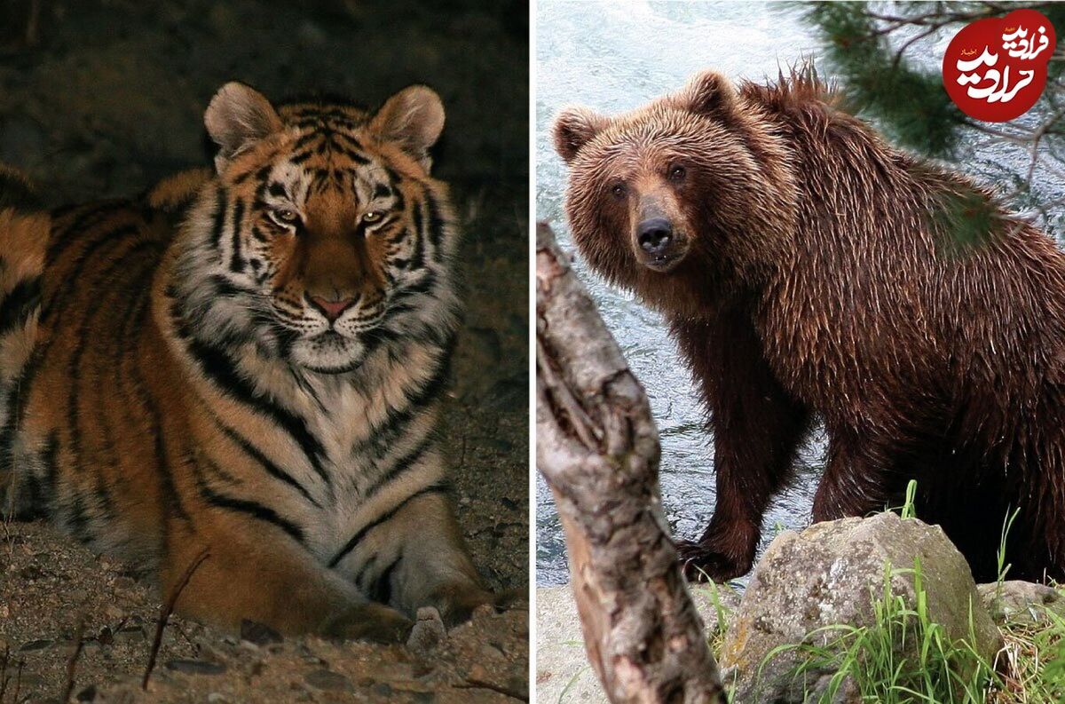 (ویدئو) تلاش احمقانه ببر گرسنه برای شکار خرس غول پیکر