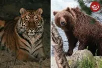 (ویدئو) تلاش احمقانه ببر گرسنه برای شکار خرس غول پیکر