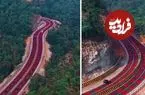 ببینید؛ جاده‌ای که عمداً قرمز شد تا جان ببرها را نجات دهد!
