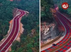 ببینید؛ جاده‌ای که عمداً قرمز شد تا جان ببرها را نجات دهد!
