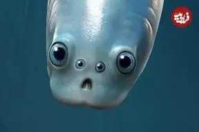 کشف جدید دانشمندان: قدیمی‌ترین نیاکان مهره‌داران چهار چشم داشتند