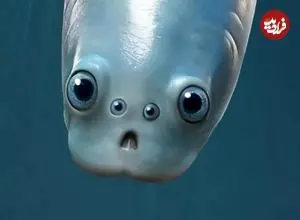 کشف جدید دانشمندان: قدیمی‌ترین نیاکان مهره‌داران چهار چشم داشتند