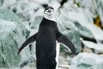 چرت‌های ۴ ثانیه‌ای و خواب در پرواز؛ حیوانات با روش‌های افراطی خواب از خطر می‌گریزند